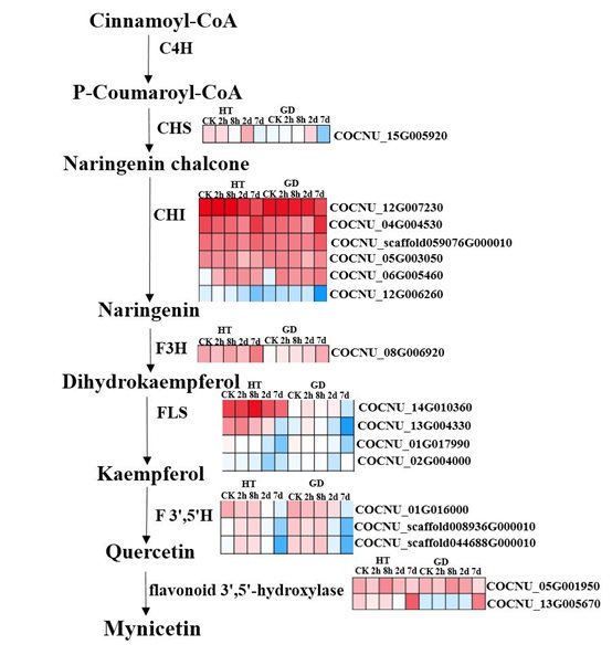 图3 黄酮生物合成途径中不同结构基因的相对表达